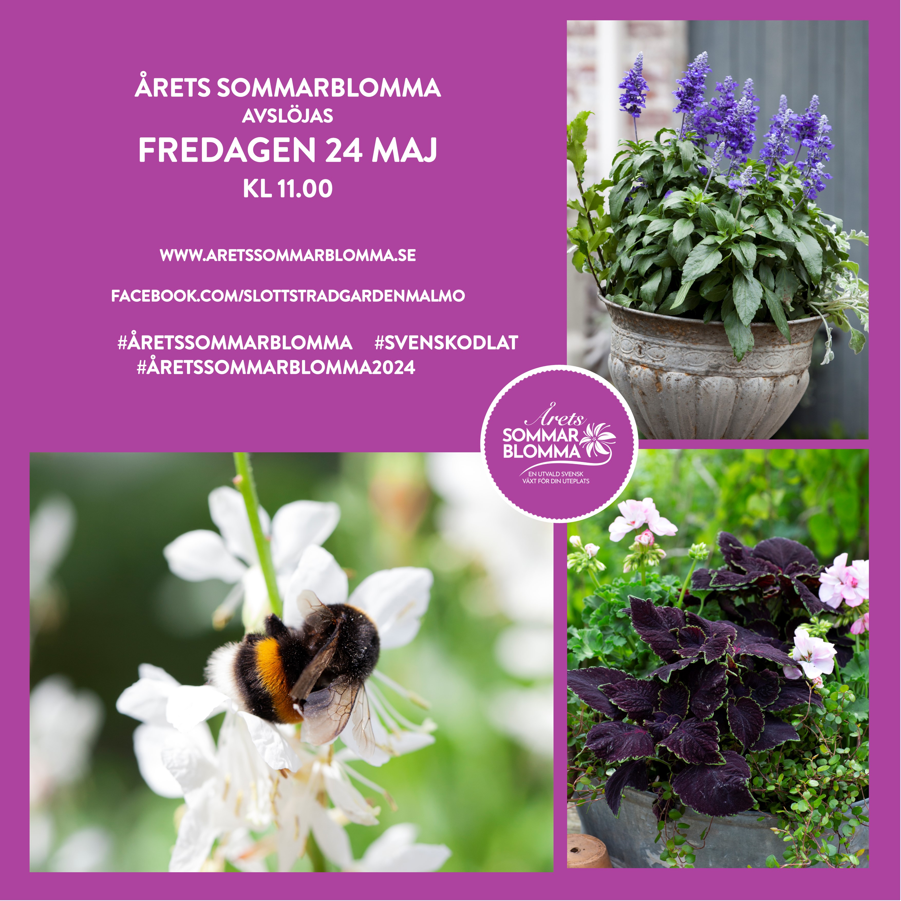 Konceptbild Trio När Avslöjas Årets Sommarblomma 2024 (1)