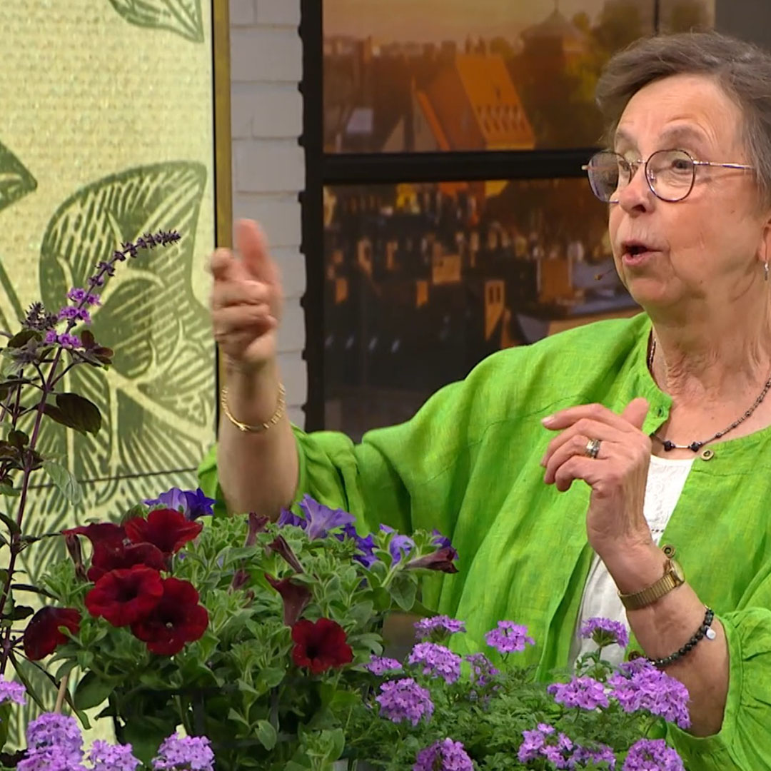 Maj Lis Årets Sommarblomma 1080
